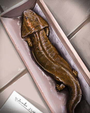Diplocaulus - Nathan Dehaut